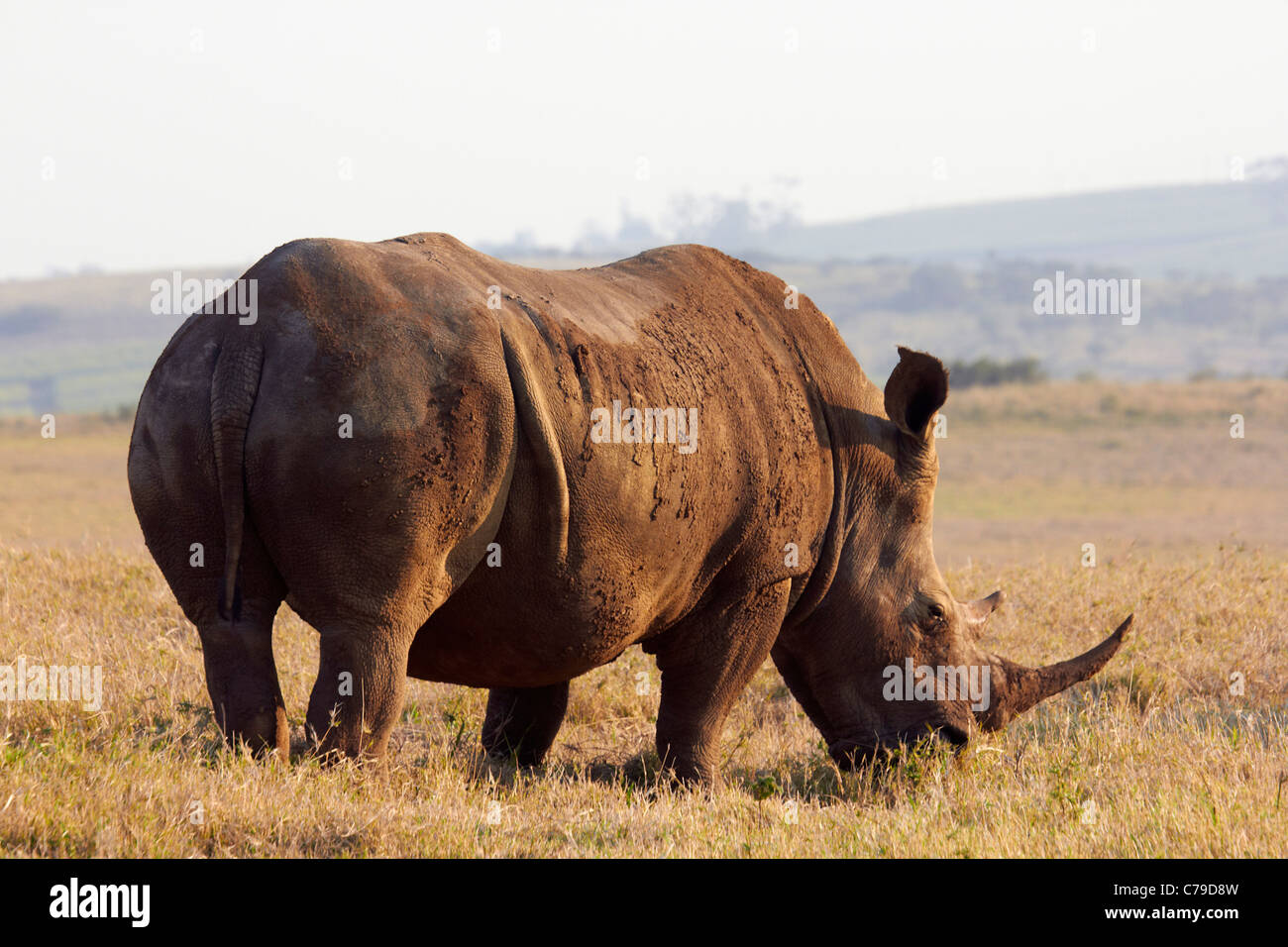 Nashorn in Tala Game Reserve, in der Nähe von Pietermaritzburg, KwaZulu-Natal, Südafrika. Stockfoto