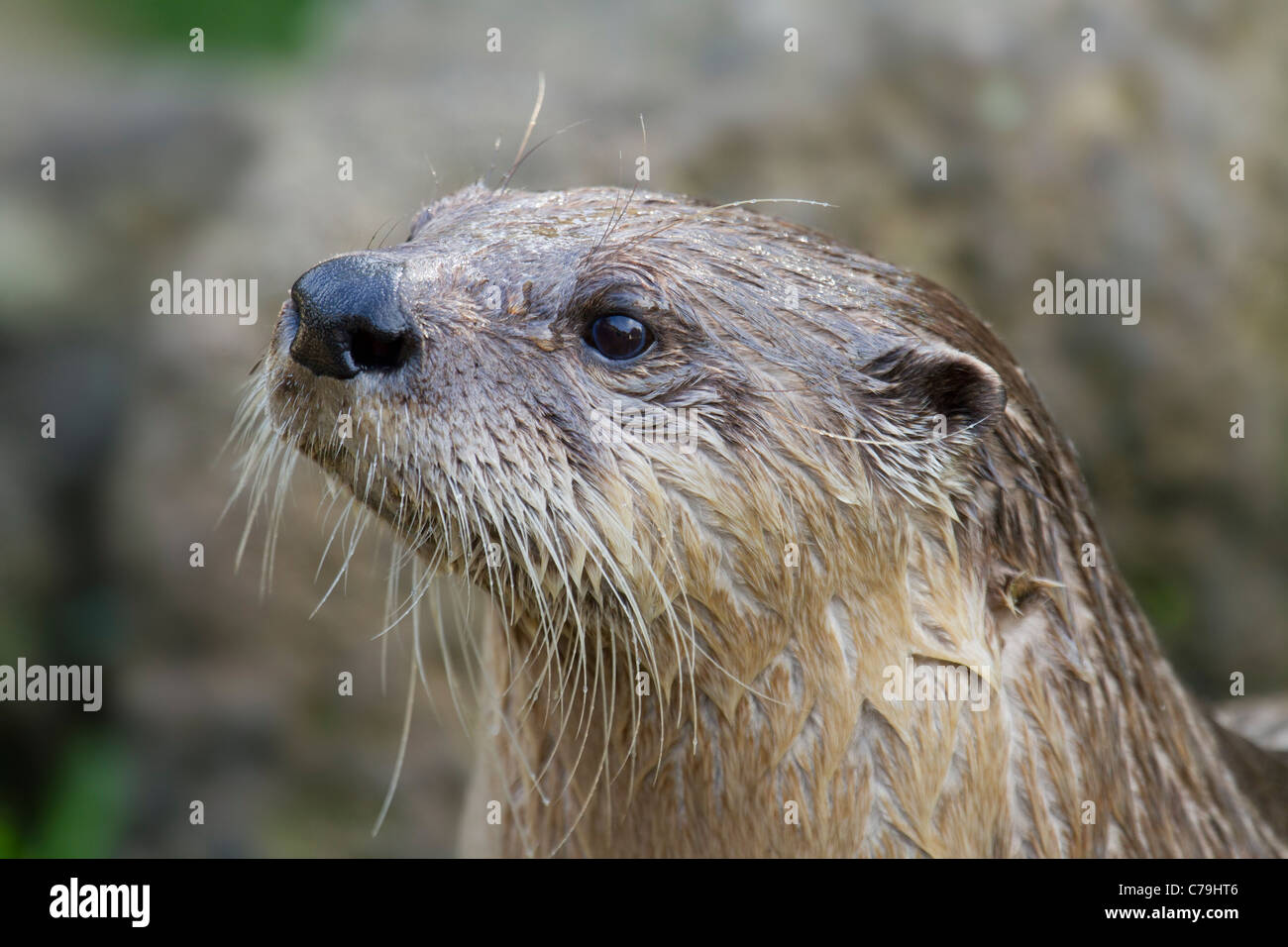 Porträt von einem nordamerikanischen Fischotter Lutra canadensis Stockfoto