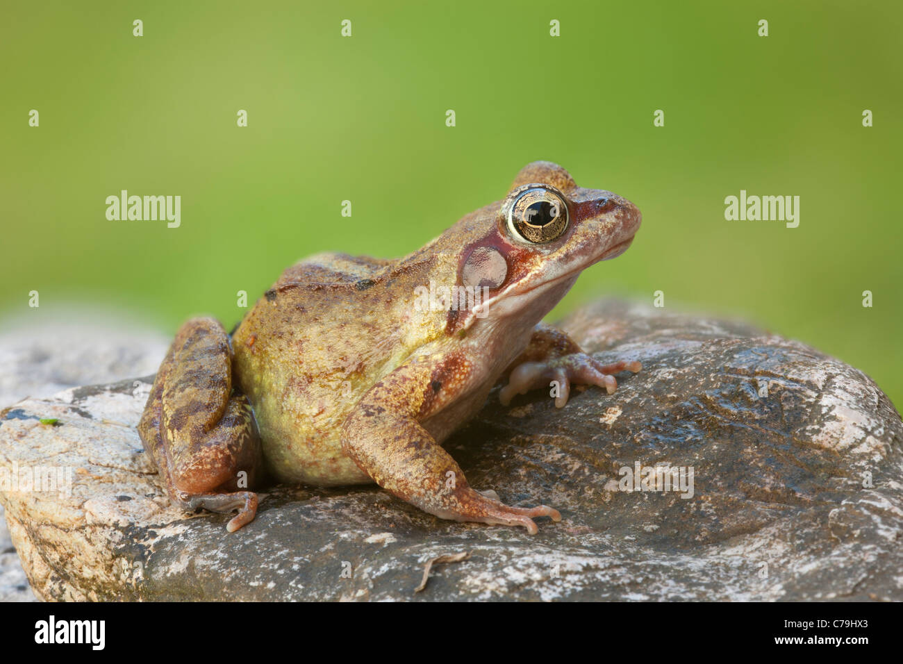 Grasfrosch, Rana temporaria Stockfoto