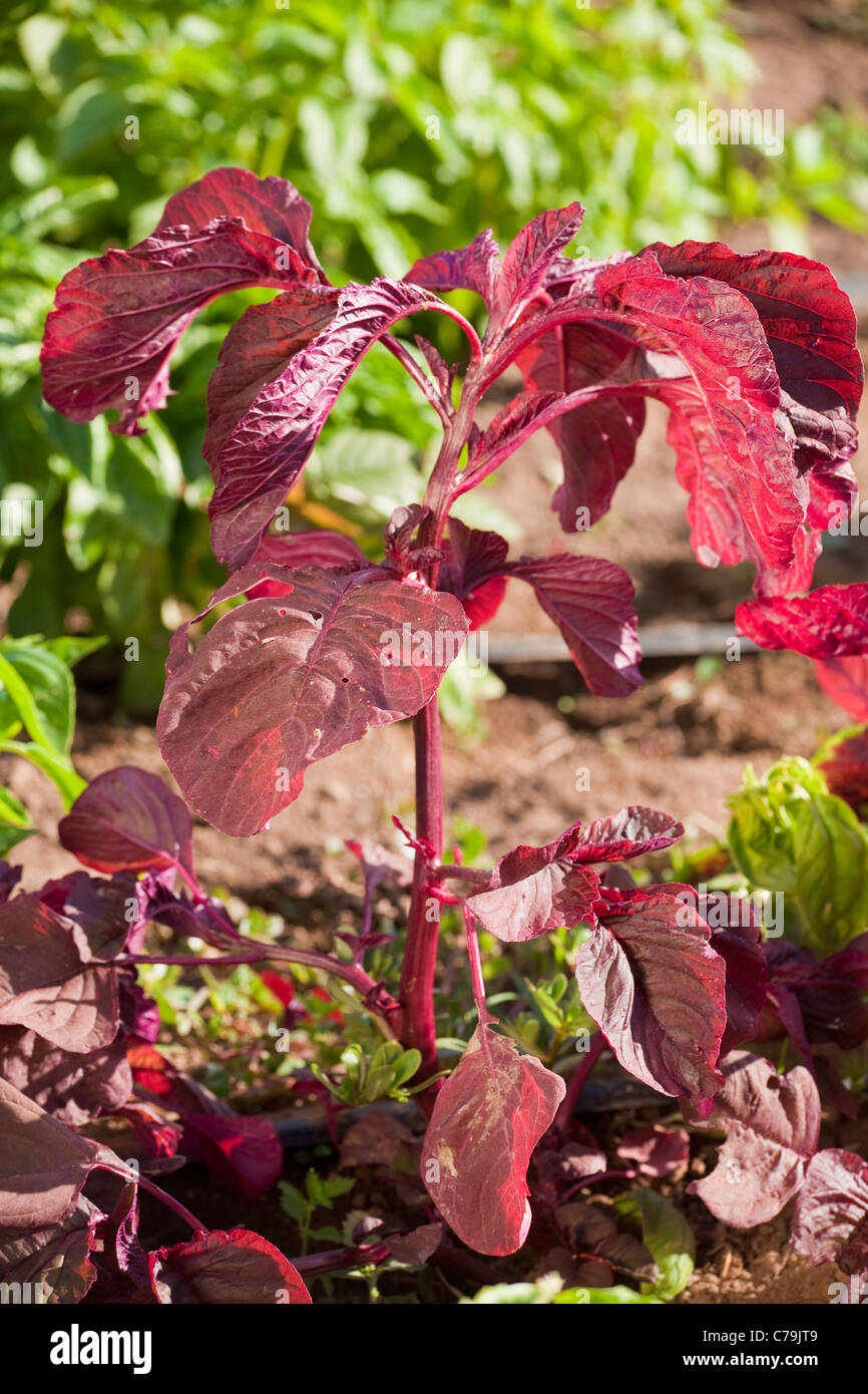 rotes Basilikum wächst mit Coleman Family Farm, Carpinteria, Kalifornien, Vereinigte Staaten von Amerika Stockfoto