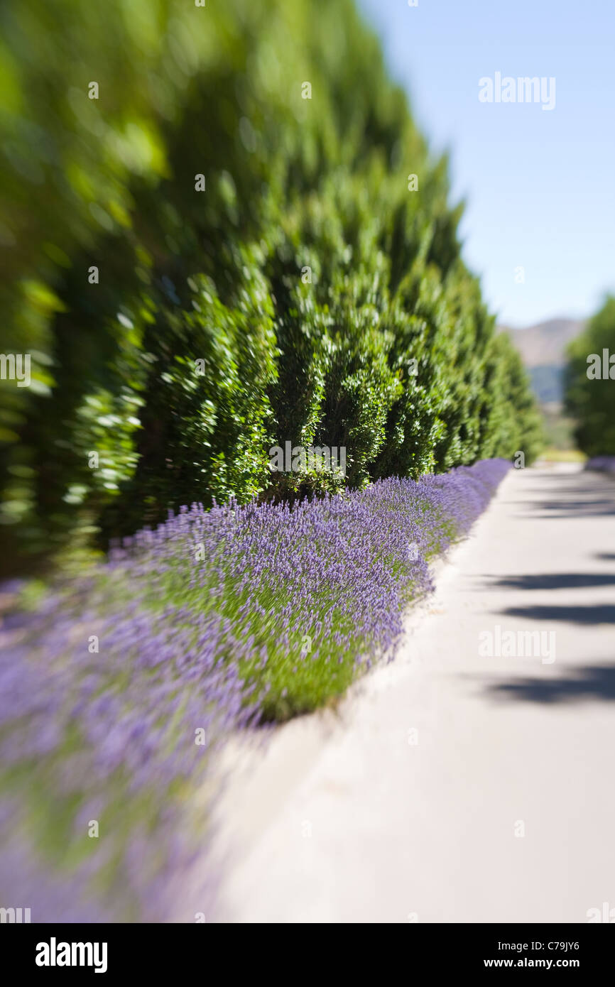 Lavendel gesäumten Straße Melville Winery in Santa Rita Hills, Santa Ynez Valley, California, Vereinigte Staaten von Amerika Stockfoto