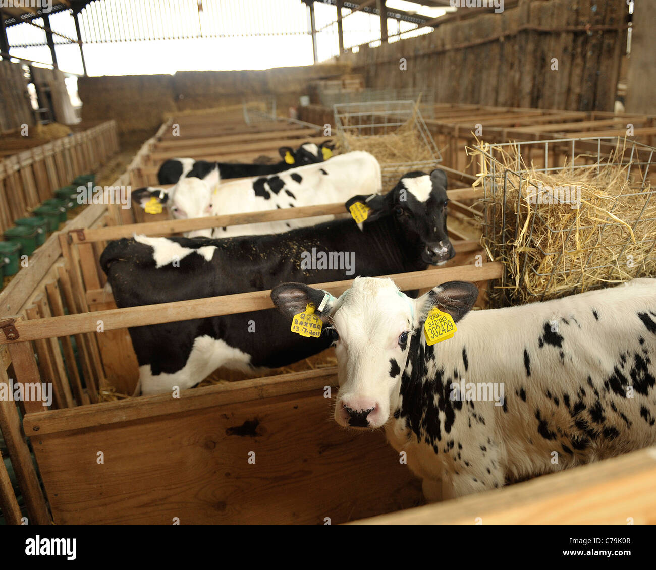 Kalbfleisch Kalb Produktionseinheit Stockfoto