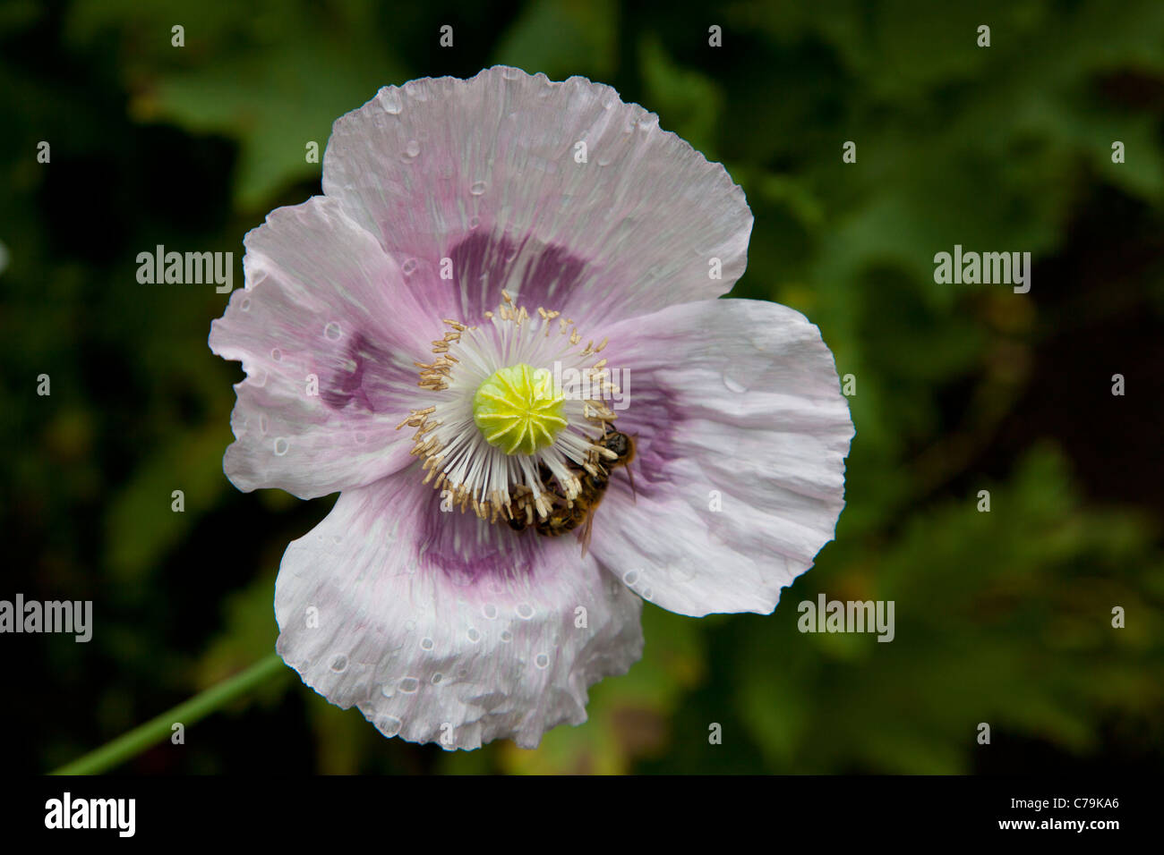 Mohn blüht Stockfoto