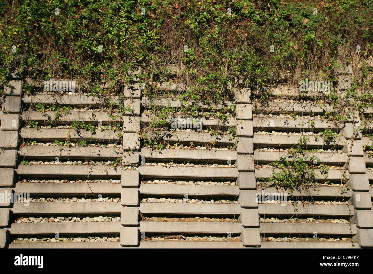 Stützmauer Beton Krippe mit Reben auf der oberen Hälfte Stockfoto