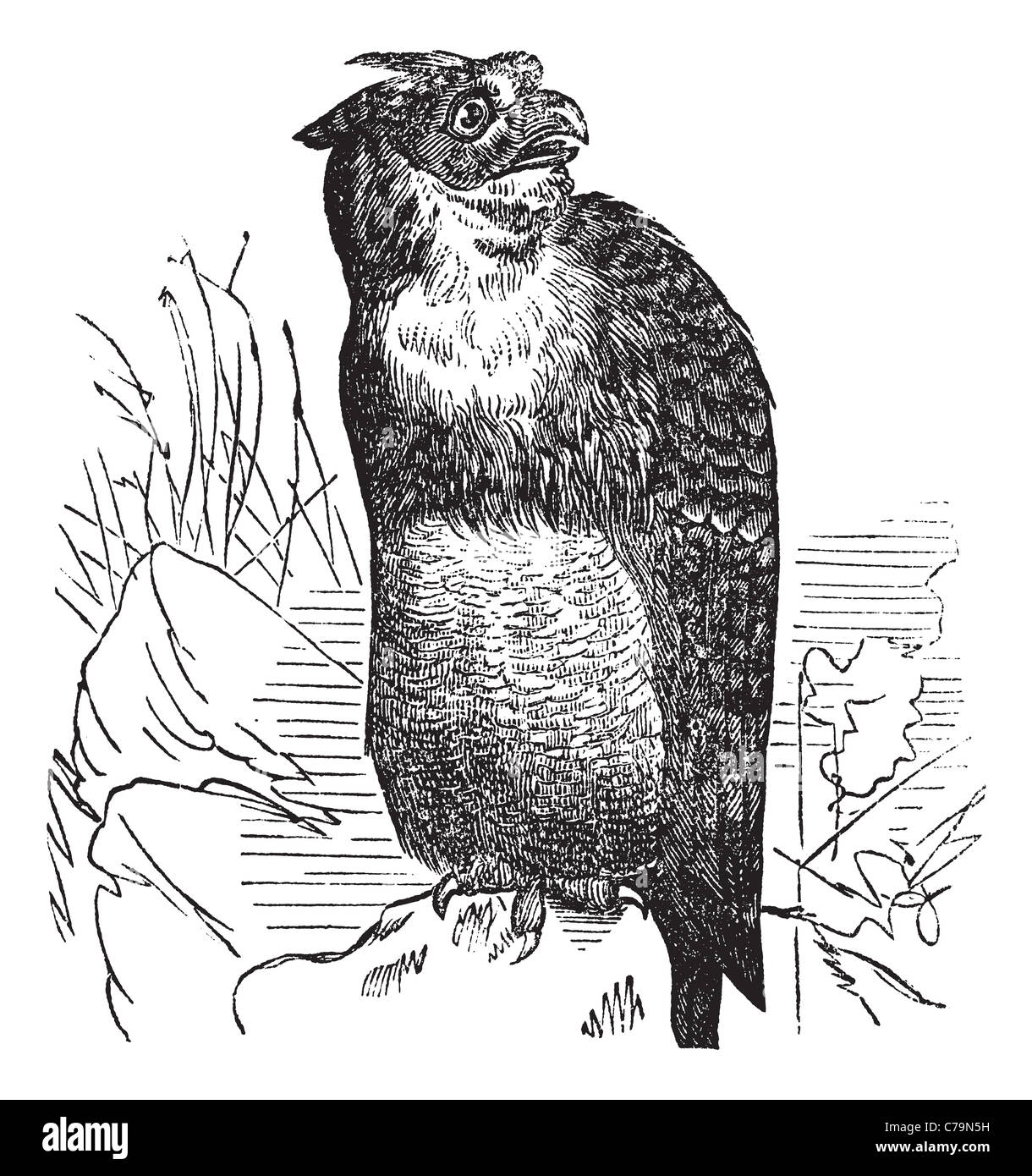 Große gehörnte Eule oder Tiger Owl oder Bubo Virginianus, Vintage-Gravur. Alten gravierte Darstellung der Virginia-Uhu. Stockfoto