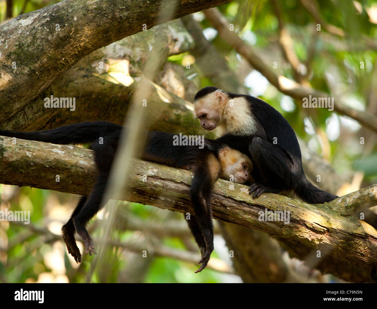 Costa Rica, zwei Affen ruht auf Baum, von Angesicht zu Angesicht liegend Stockfoto