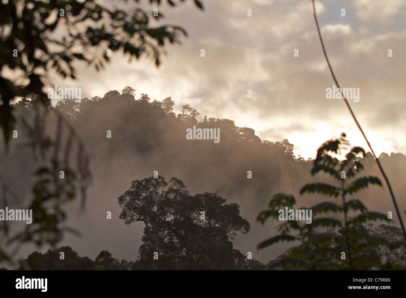 In der Morgendämmerung steigt eine Decke der Nebel aus den Wäldern von Nord-Sumatra Stockfoto