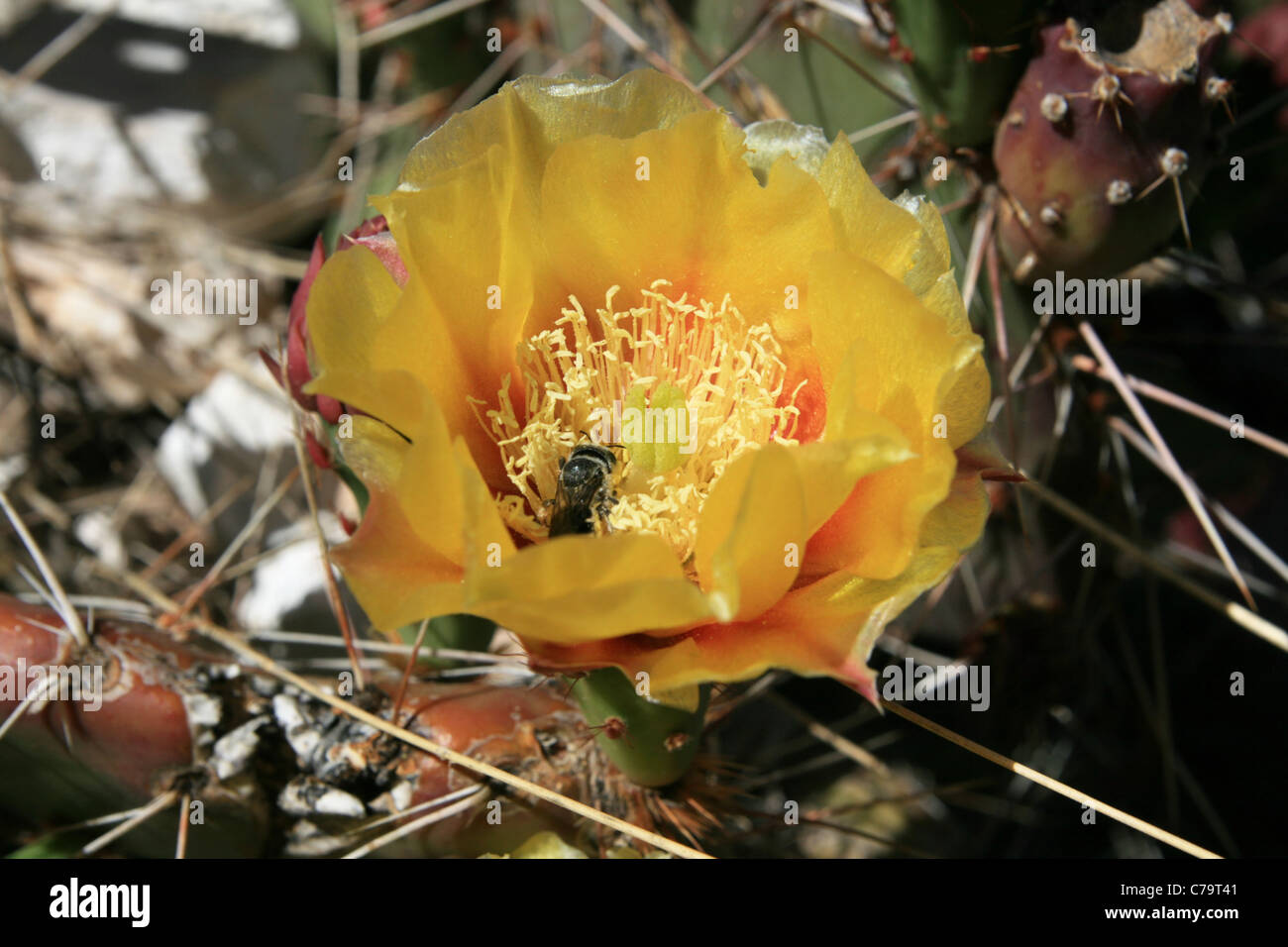 gelbe Beavertail Kaktus Blume mit Biene Stockfoto