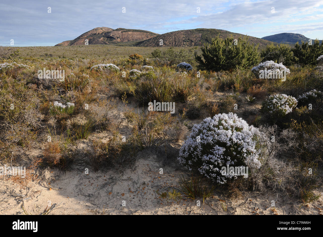 einheimischen australischen Busch, Cape Le Grand Nationalpark in der Nähe von Esperance, Western Australia, Australien Stockfoto