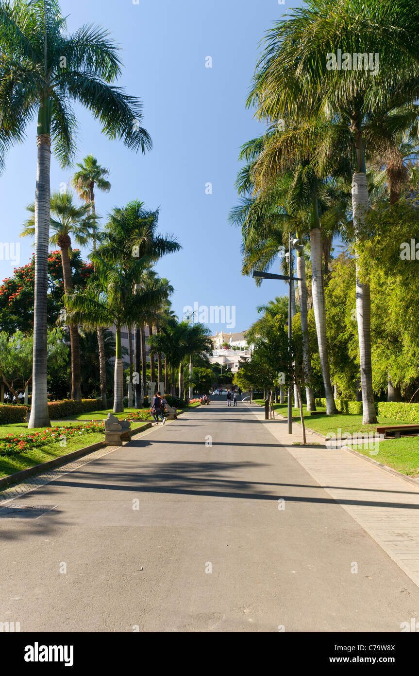 Palm Avenue im Parque Garcia Sanabria Park, Santa Cruz, Teneriffa, Kanarische Inseln, Spanien, Europa Stockfoto