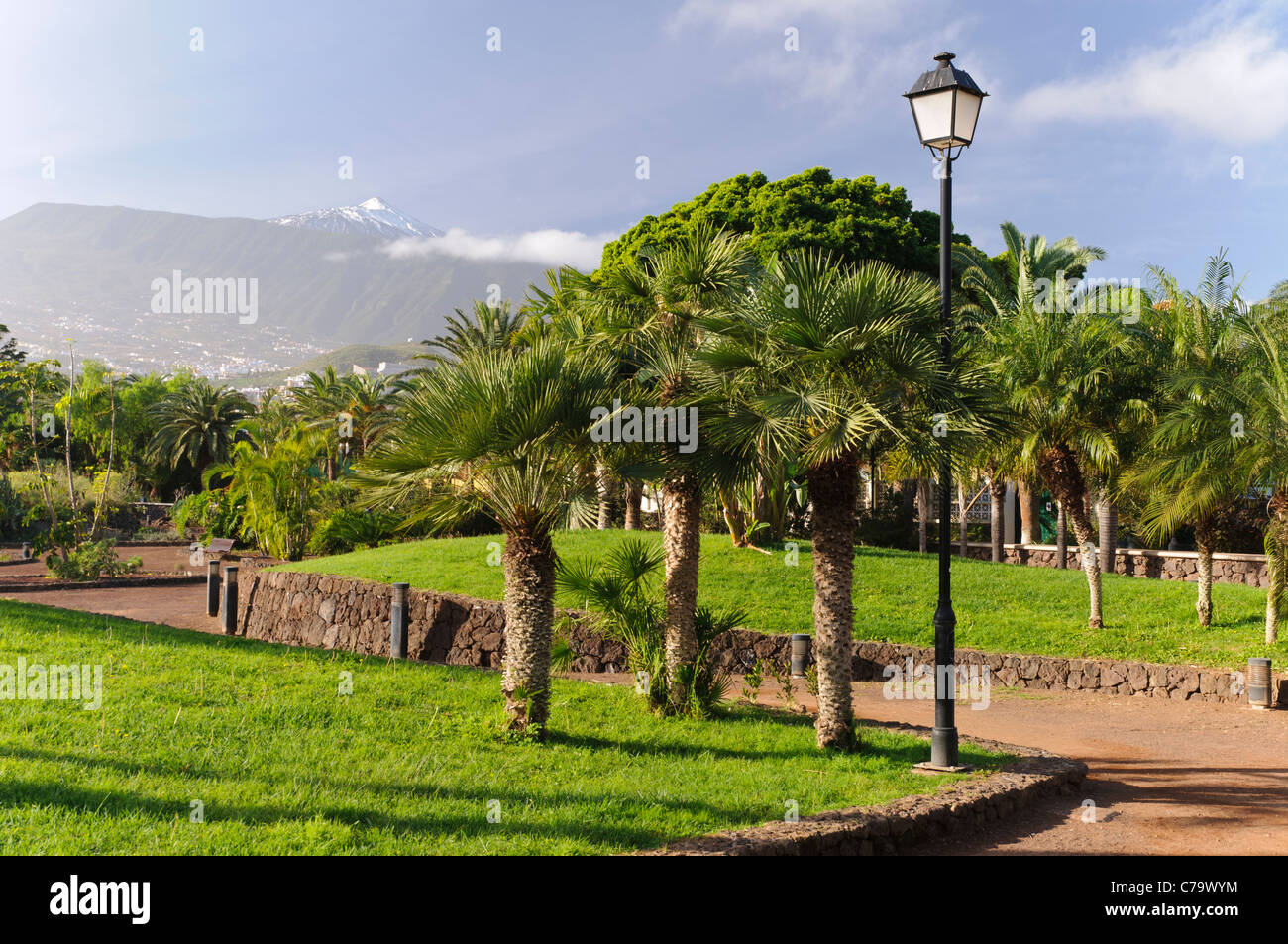 Taoro Park, den Teide auf Rückseite, Puerto De La Cruz, Teneriffa, Kanarische Inseln, Spanien, Europa Stockfoto