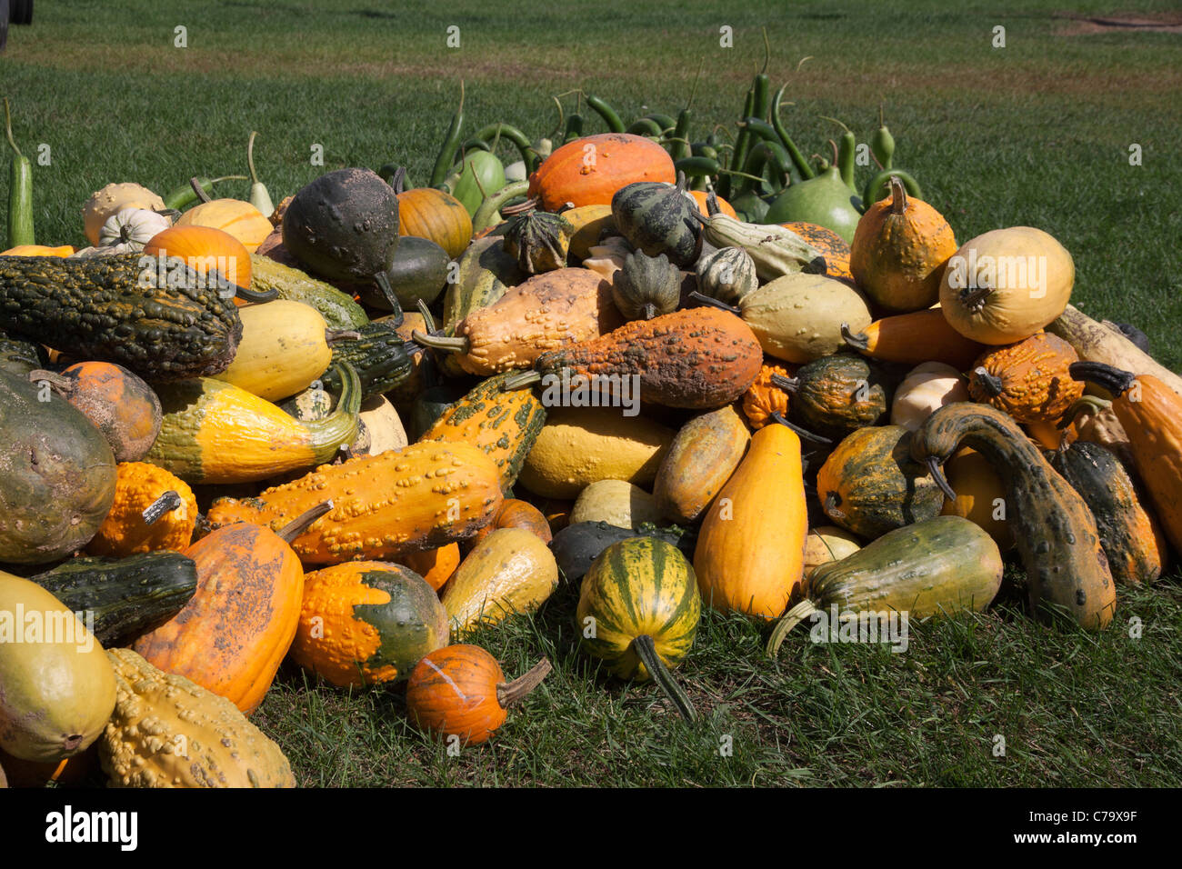 Kürbisse und verschiedene Kürbisse Michigan USA Stockfoto