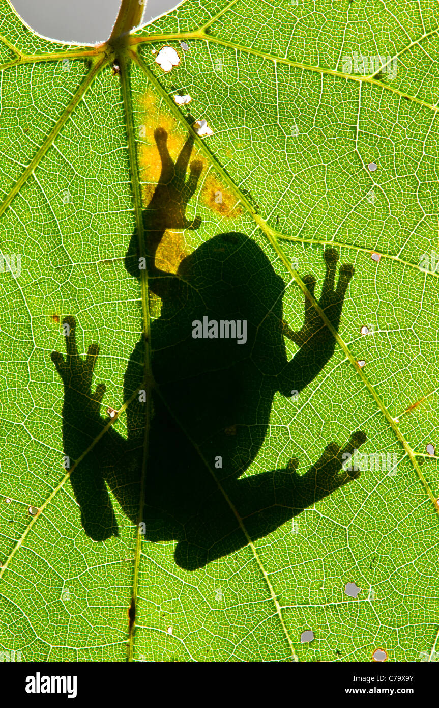 Silhouette der eine graue Laubfrosch Hyla versicolor auf eine wilde Weinblatt im Osten der USA Stockfoto