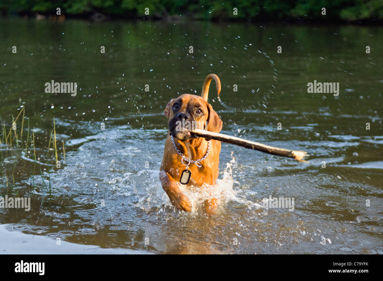 Boxer, die gemischte Rasse Hund Abrufen von Stick aus Teich in Floyd County, Indiana Stockfoto