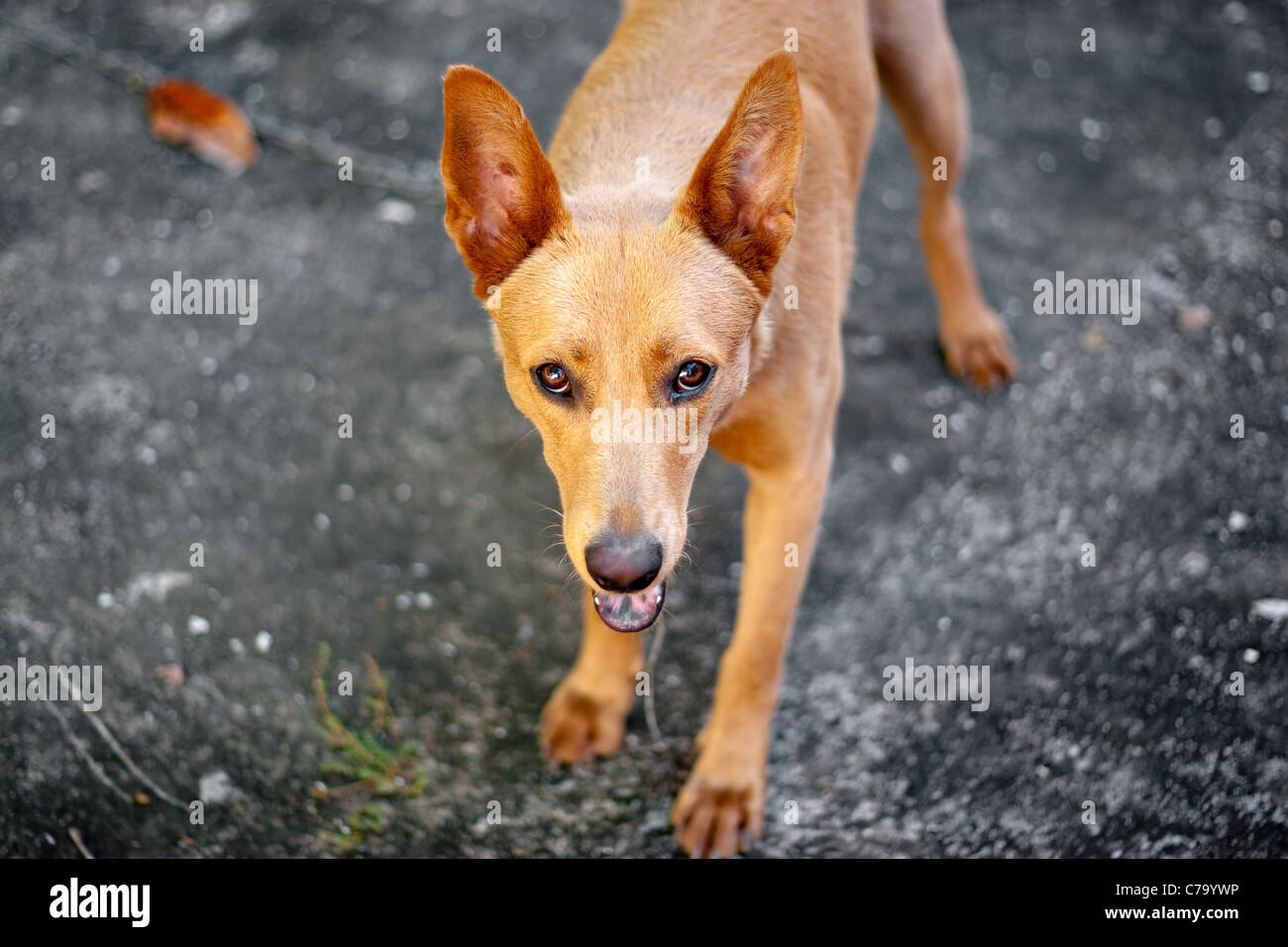 Einen süßen Mischling Köter Hund mit golden blonde Pelz, Stockfoto
