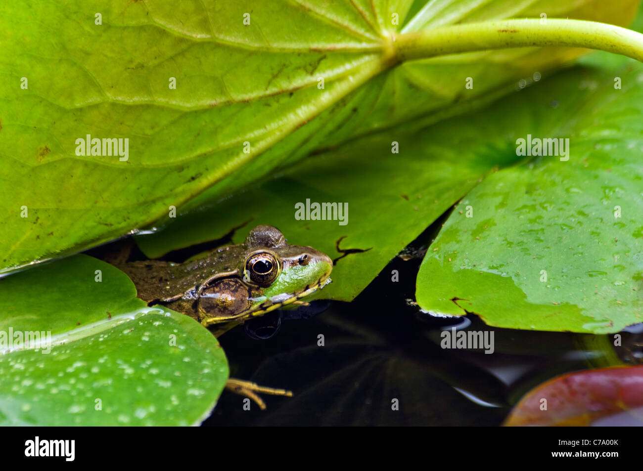 Grüner Frosch versteckt inmitten von Lilly Pads in kleinen Teich in Floyd County, Indiana Stockfoto