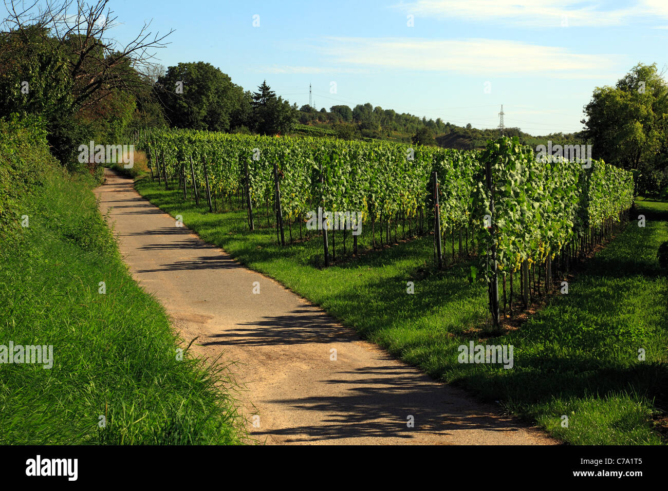 D-Heidelberg, Neckar, Rhein-Neckar-Raum, Natur Naturschutzgebiet Neckartal-Odenwald, Bergstraße, Odenwald, Baden-Württemberg, D-Heidelberg-Rohrbach, Weinbau-Gebiet, Weinberg, Weinreben, Trauben, Fußweg Stockfoto