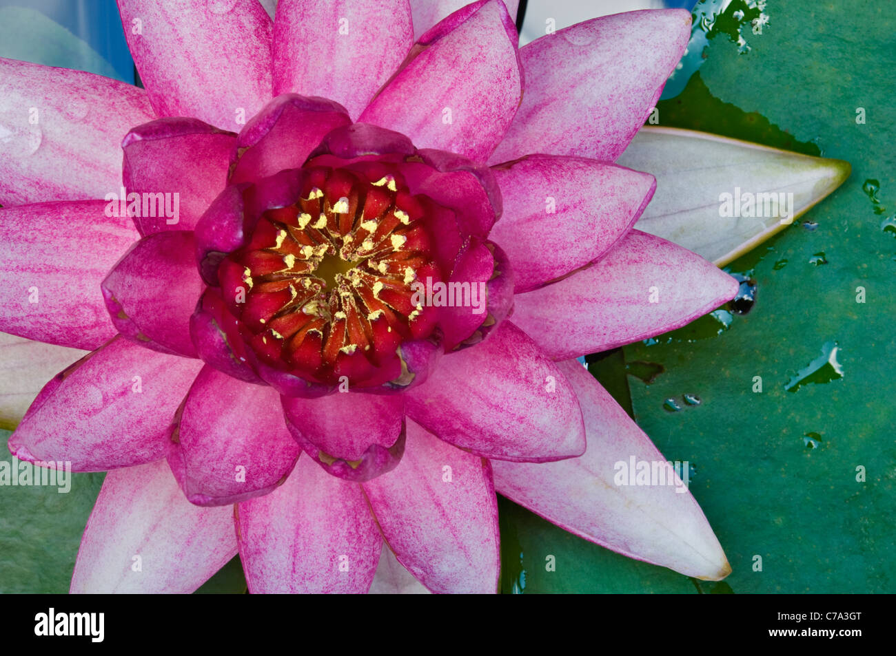 Detail der rosa Water Lilly in voller Blüte Stockfoto