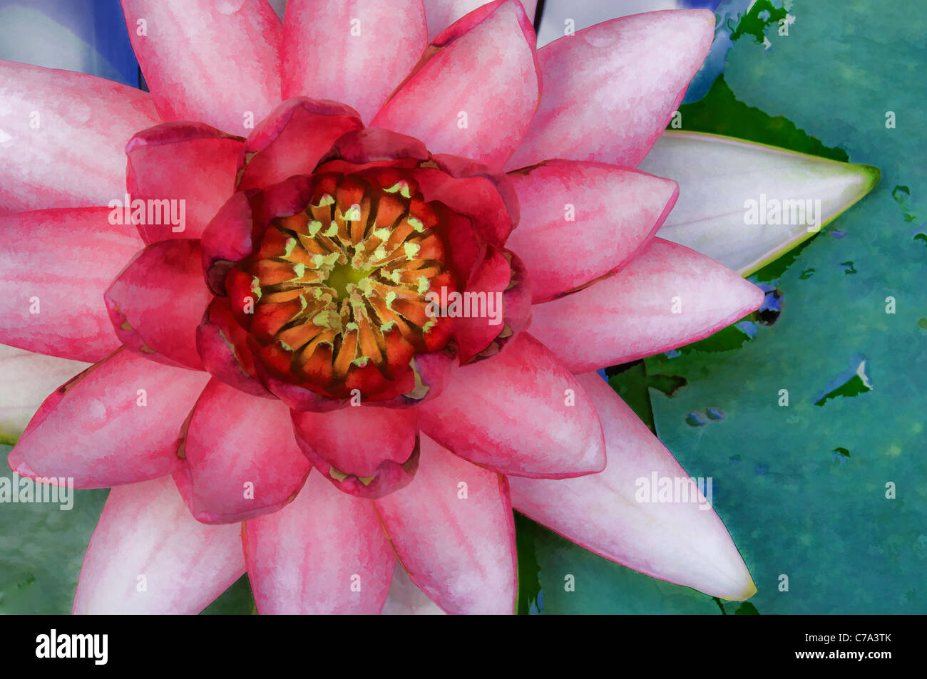 Aquarelleffekt auf Detail des roten Water Lilly in voller Blüte Stockfoto