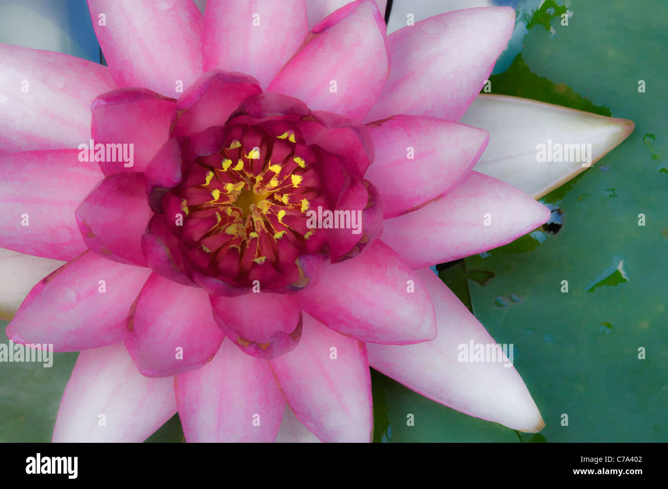 Aquarelleffekt auf Detail der rosa Water Lilly in voller Blüte Stockfoto