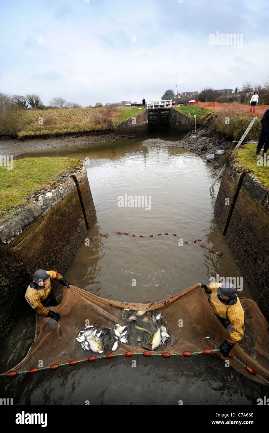 British Waterways Ökologen abtropfen lassen die Seite Teiche von Caen Hill Lock Flug in der Nähe von Devizes, Wiltshire, überfüllten Fisch St zu entfernen Stockfoto