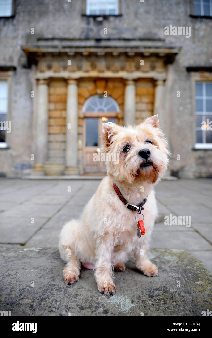 Ein Cairn-Terrier Hund Aufenthalt in einem Hotel, das Haustier Hunde UK begrüßt Stockfoto