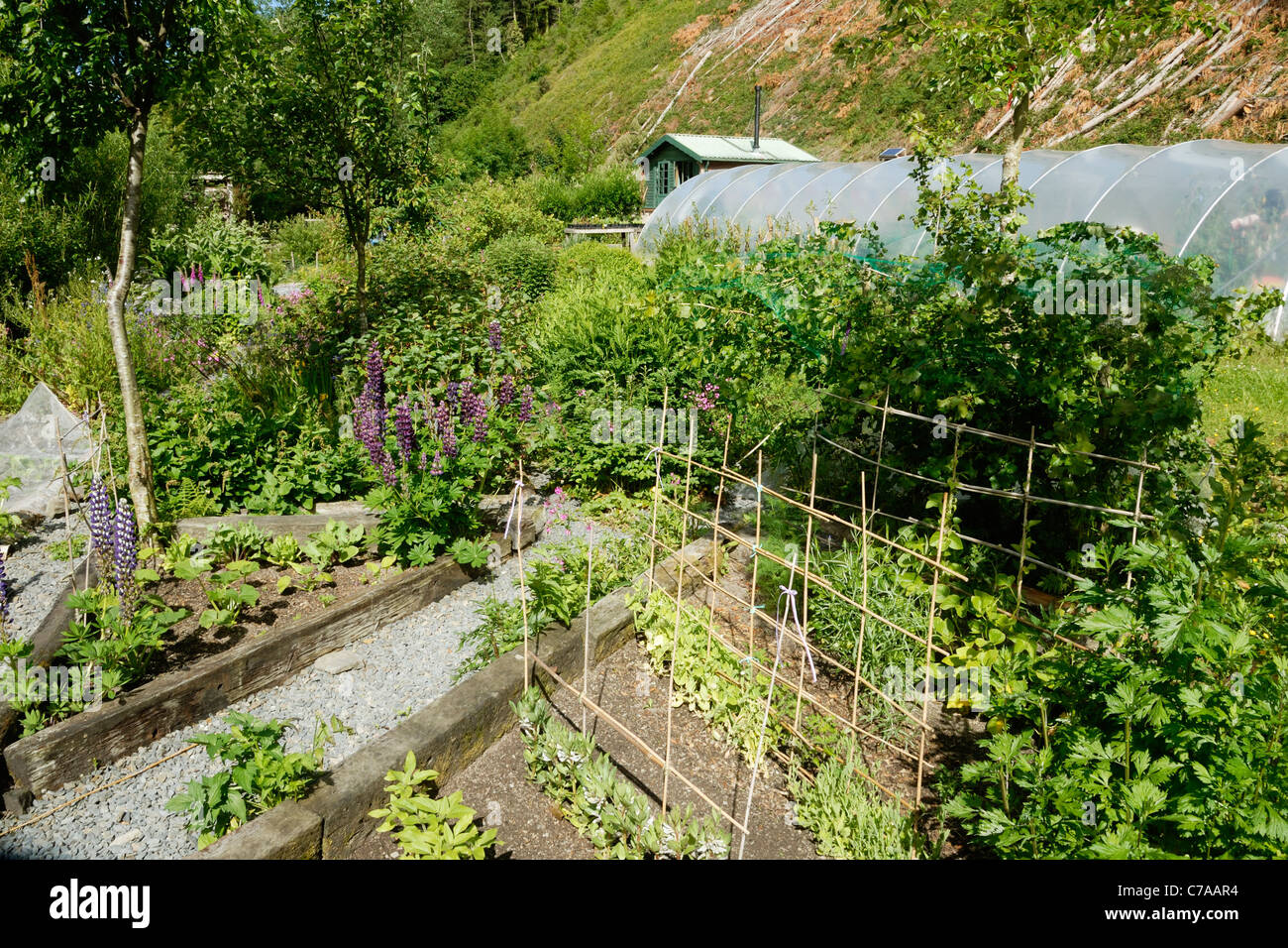 Obst- und Gemüsegarten mit Folien- und Holzhütte, inmitten der verwalteten Wald bei einer geringen Auswirkungen auf die Entwicklung vor Ort, Wales Stockfoto