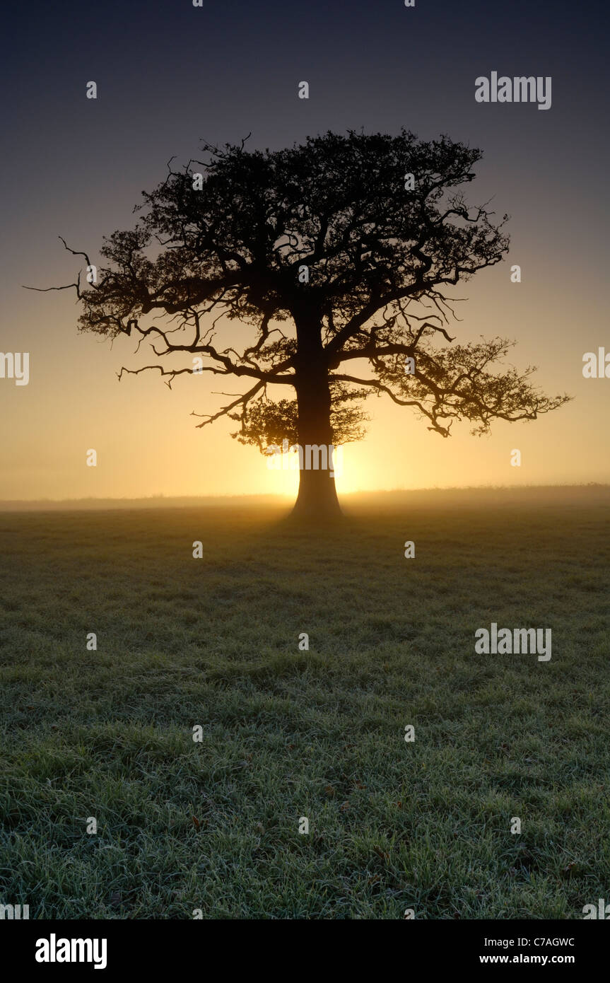 Ein Baum steht im frostigen Ackerland. Wrington, North Somerset, England Stockfoto