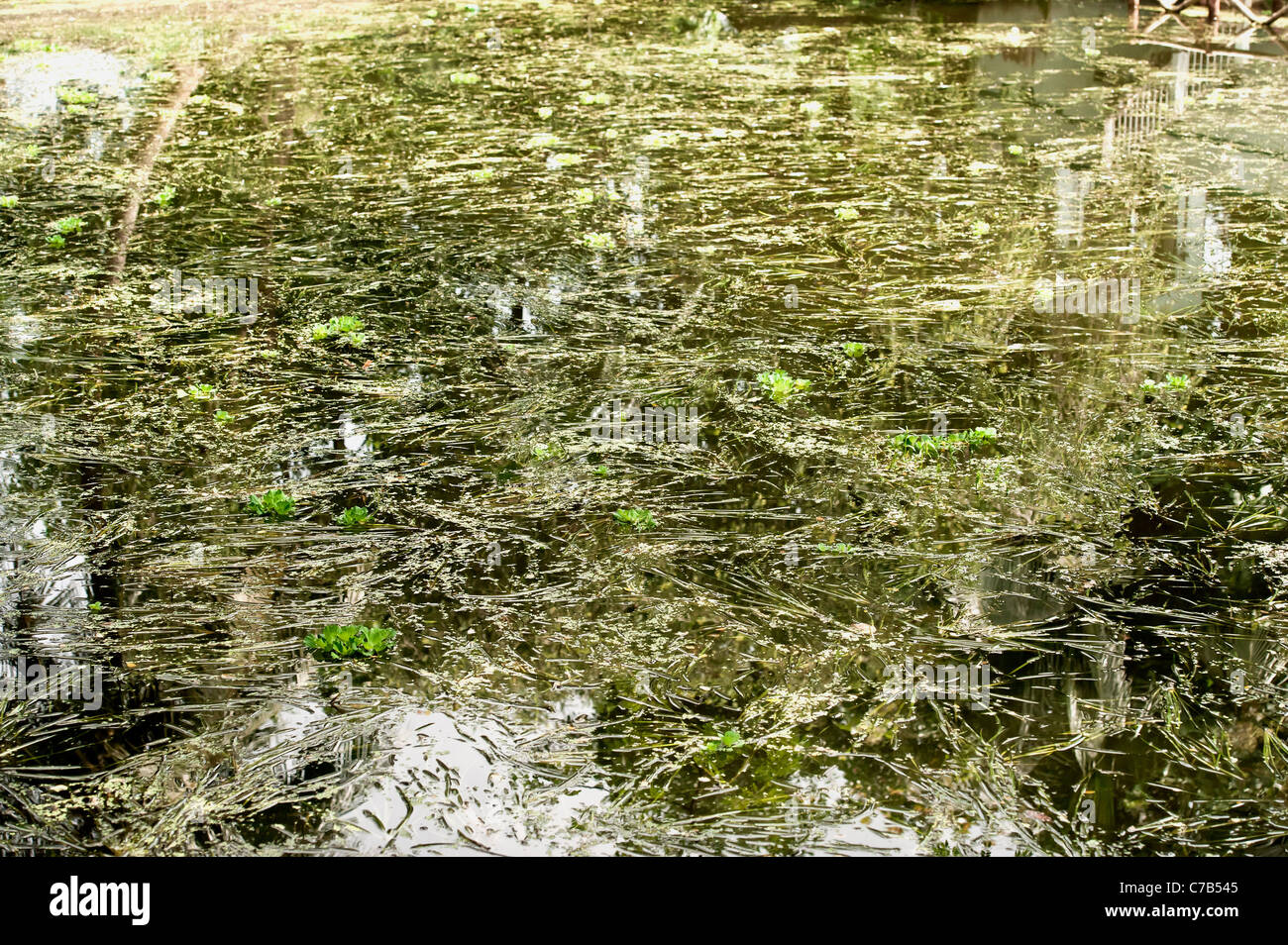 Ökologe - Wachstum von Unkräutern im Seewasser für die globale Erwärmung-Salt Lake Calcuatta-Indien. Stockfoto