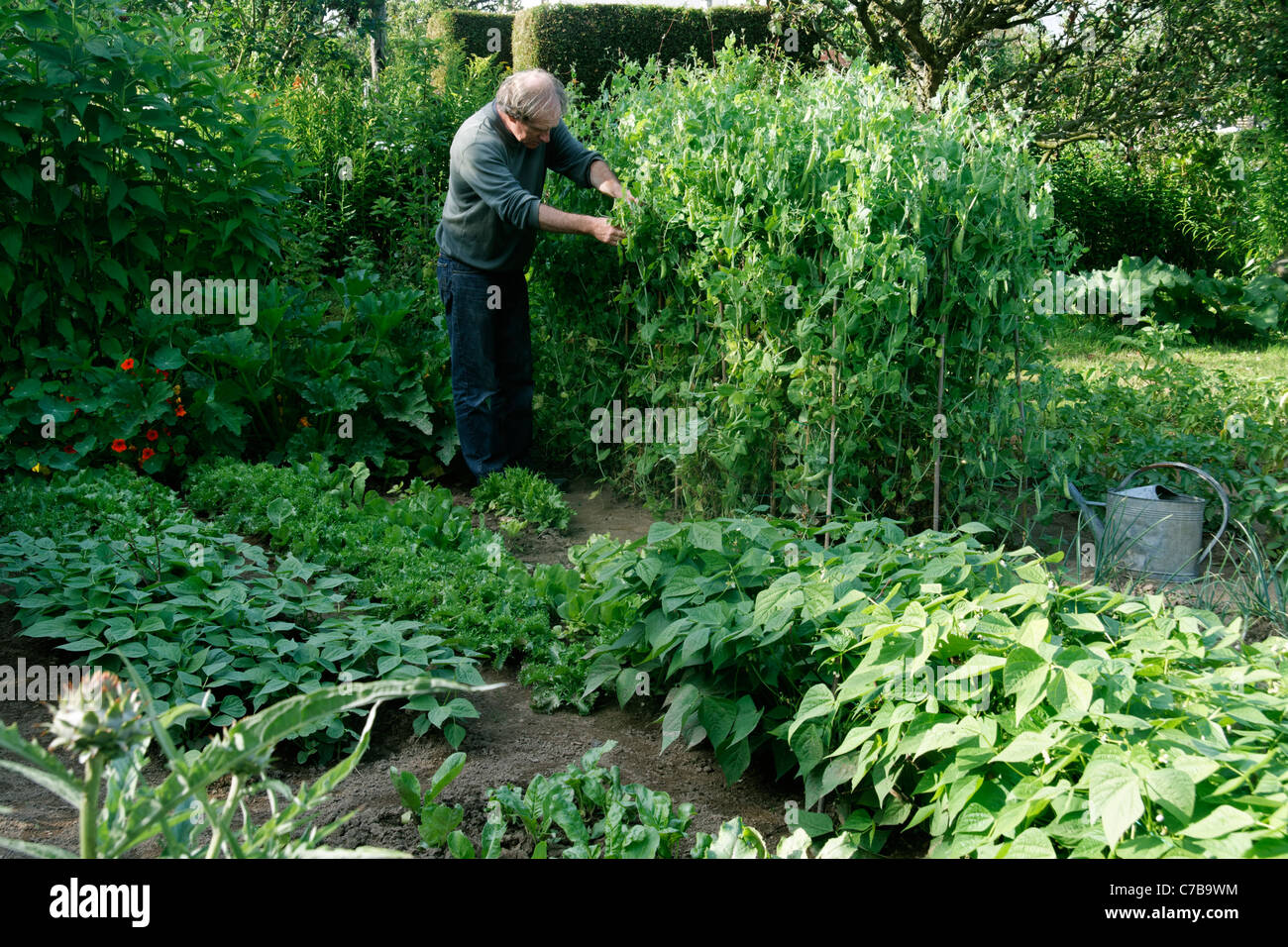 Ein Mann, Ernte Erbsen (Pisum Sativum) in seinem Gemüsegarten. Stockfoto