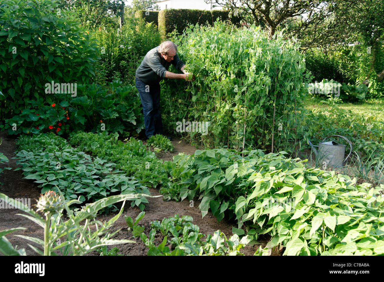 Ein Mann, Ernte Erbsen (Pisum Sativum) in seinem Gemüsegarten. Stockfoto