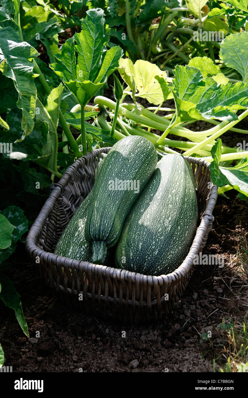 Ernte der Zucchini (Cucurbita Pepo SSP. Pepo) in einer Korb, Gemüsegarten. Stockfoto