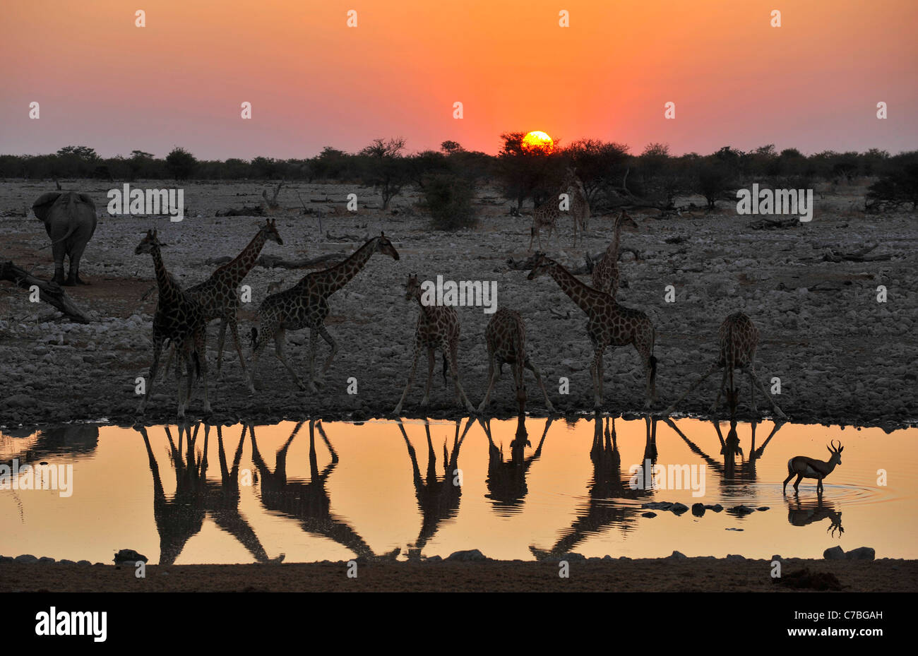 Giraffen an der Wasserstelle bei Sonnenuntergang, Okaukuejo, Etosha Nationalpark, Namibia, Afrika Stockfoto