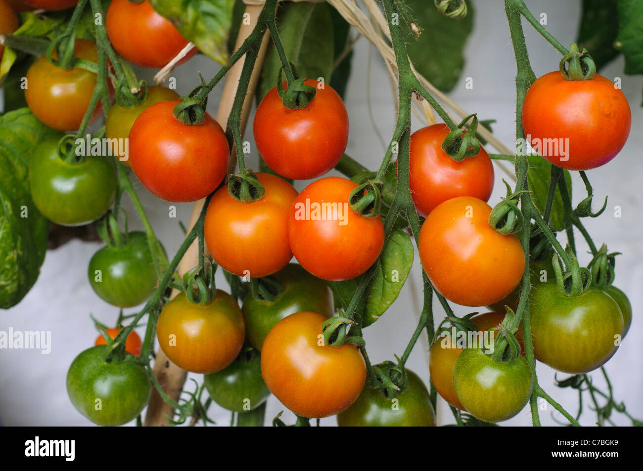 Tomaten Reifen auf den Busch im freien gegen eine weiße Wand Stockfoto