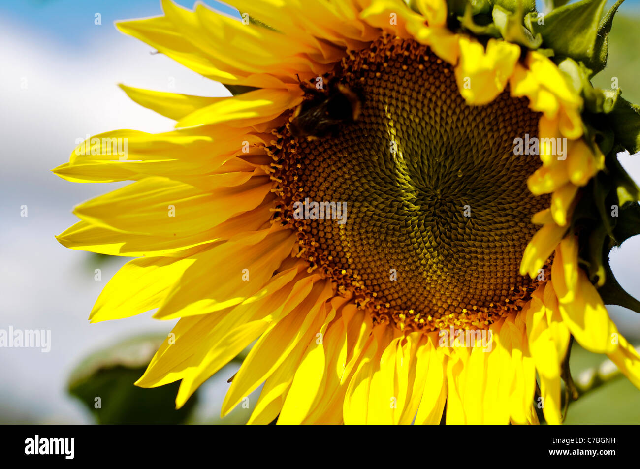 Blaue Himmel Gelbe Blume Stockfotos und bilder Kaufen Alamy