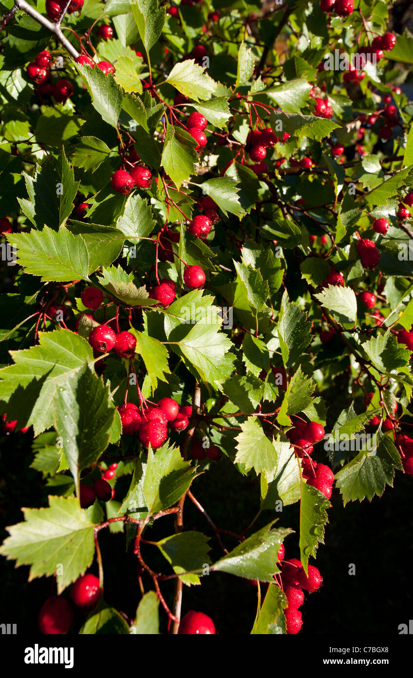 Weißdornbeeren (Crataegus, Rosengewächse) Stockfoto