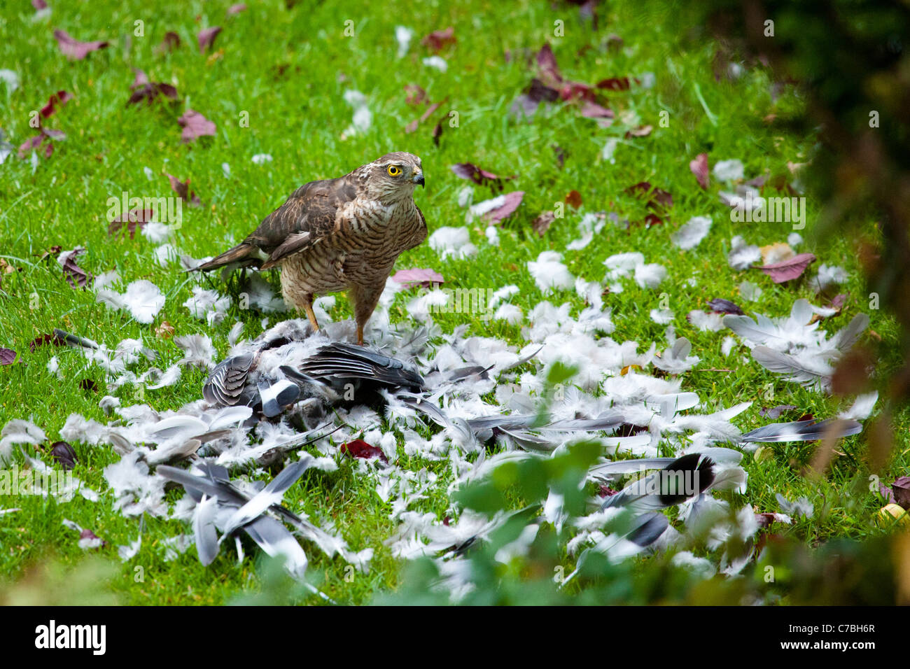 Sperber mit Taube Beute in UK Wohn Garten Stockfoto