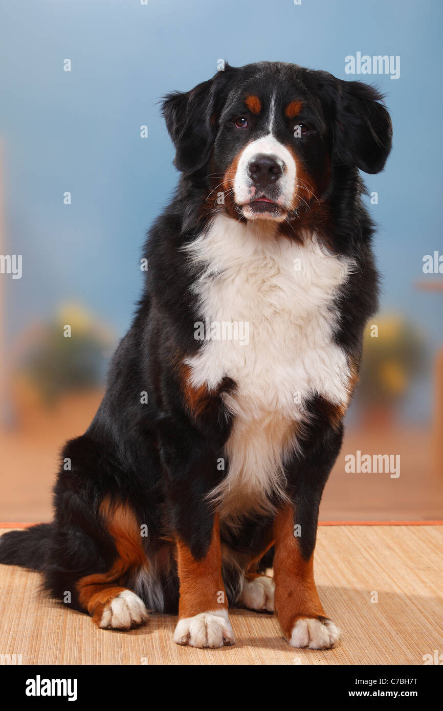 Berner Sennenhund Stockfoto