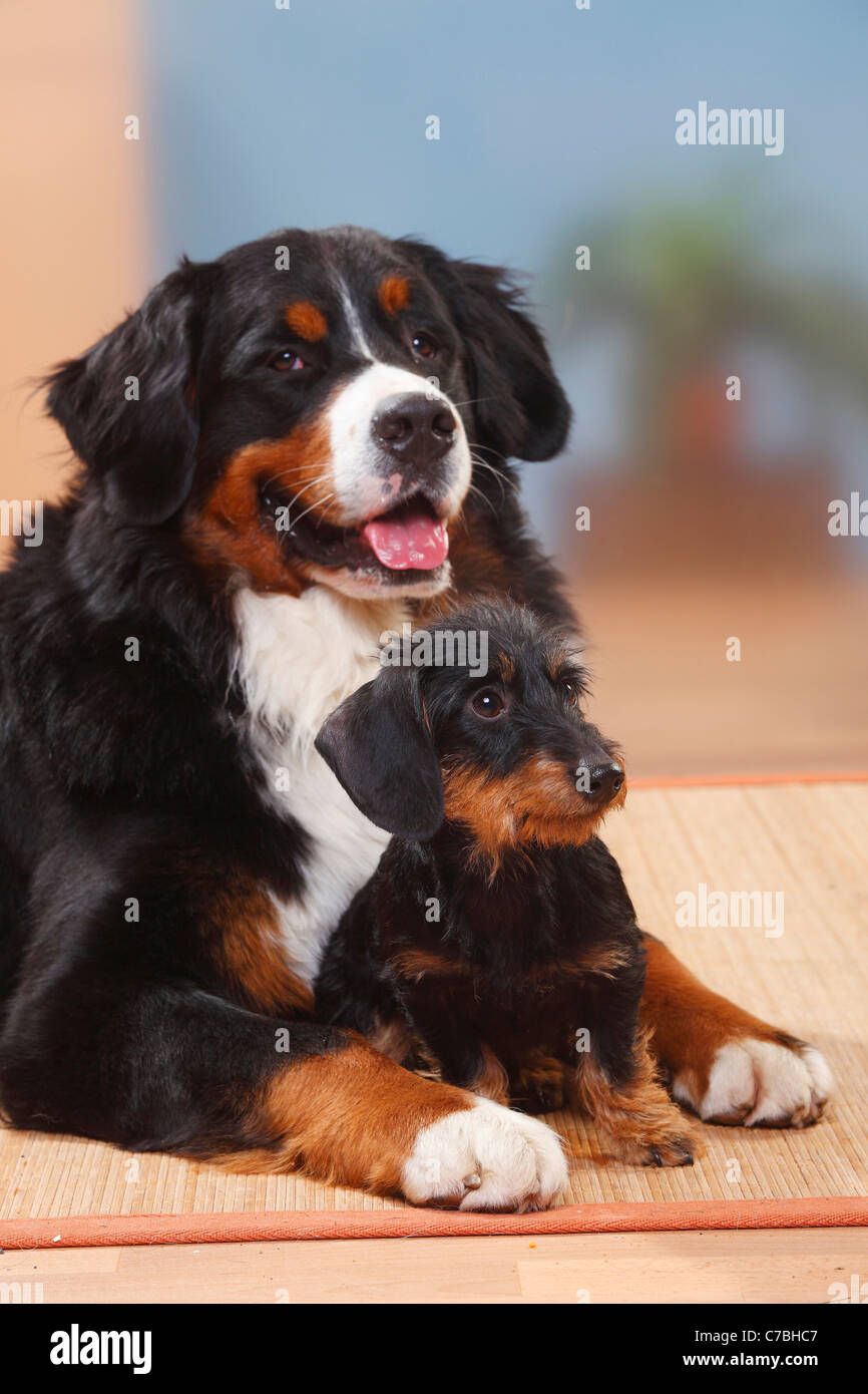 Berner Sennenhund und Miniature Wirehaired Dachshund Stockfoto