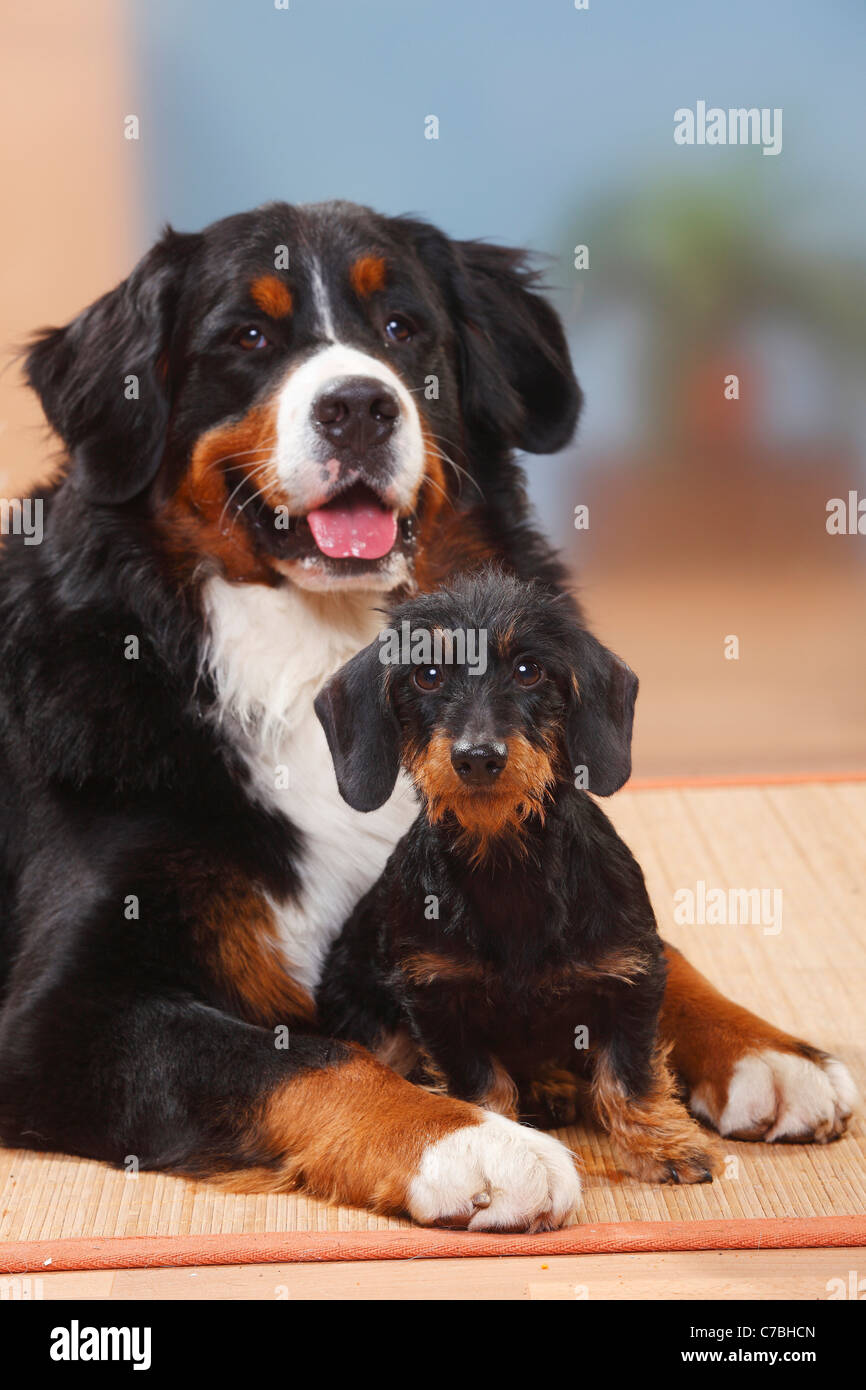 Berner Sennenhund und Miniature Wirehaired Dachshund Stockfoto