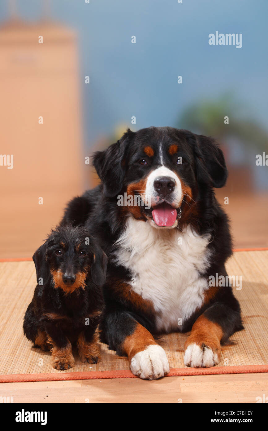 Berner Sennenhund und Miniature Wirehaired Dachshund Stockfoto