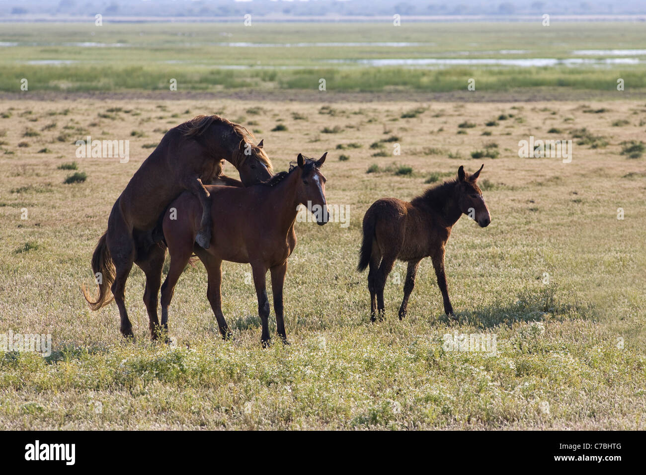 Pferde im Nationalpark in Aznalcazar, Spanien Stockfoto