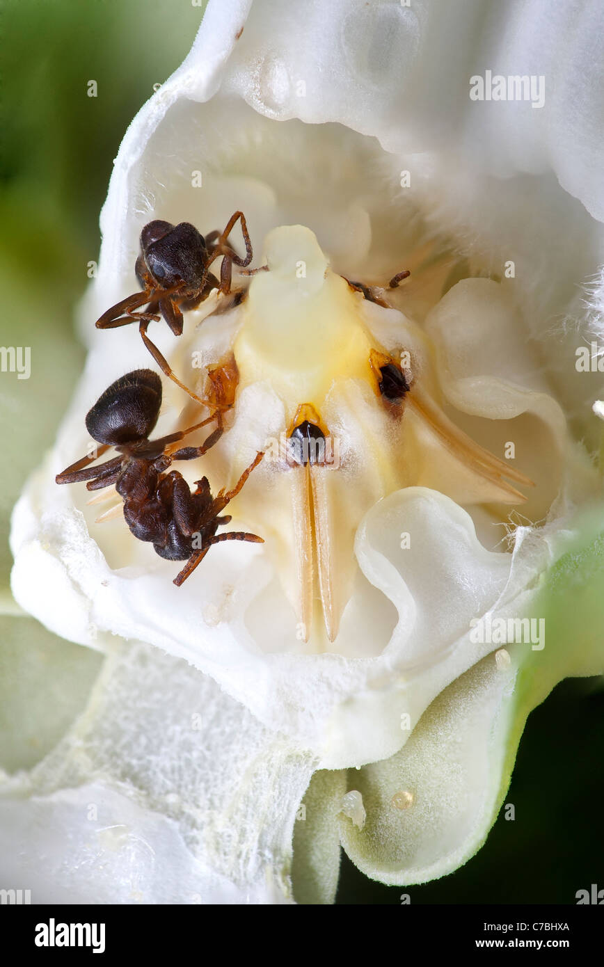 Ameisen (Formica Rufa) durch eine grausame Ranke Blume (Araujia Sericifera) gefangen. Stockfoto