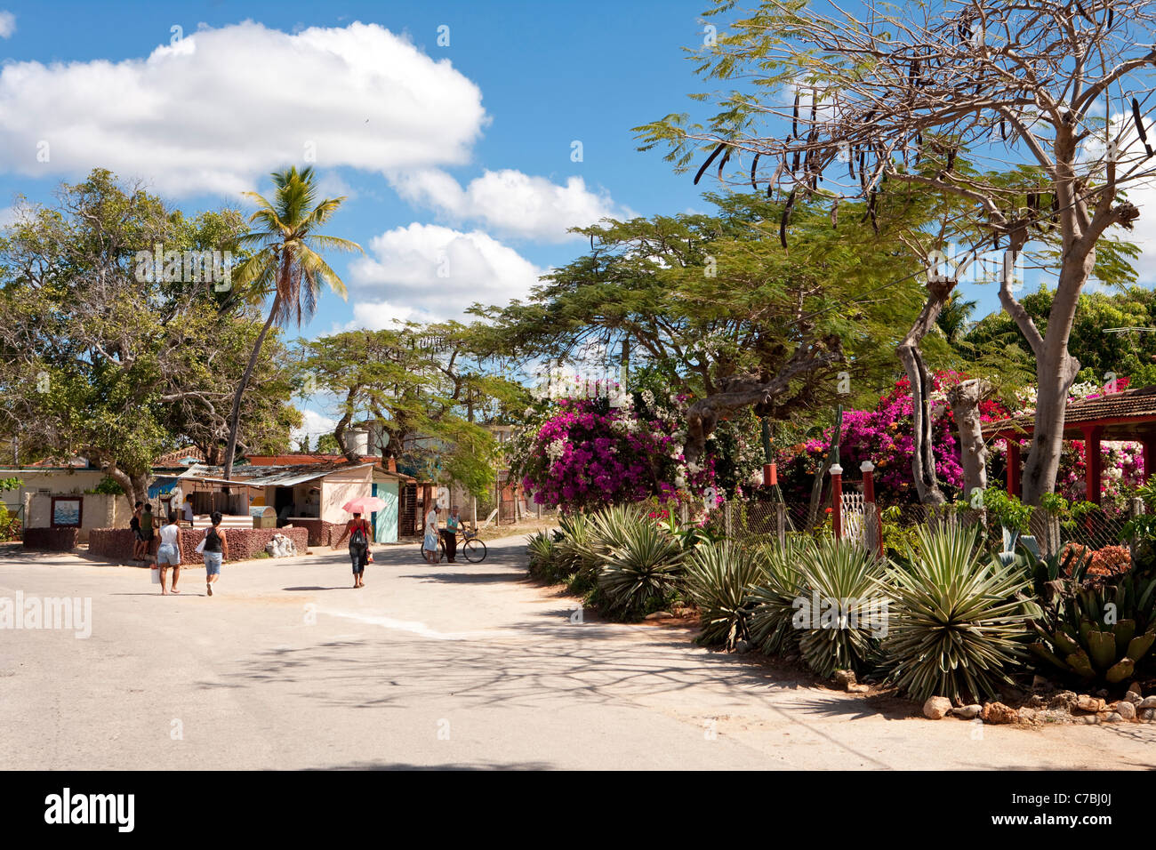Agaven und Bougainvilleen, La Boca, in der Nähe von Trinidad, Sancti Spiritus, Kuba Stockfoto
