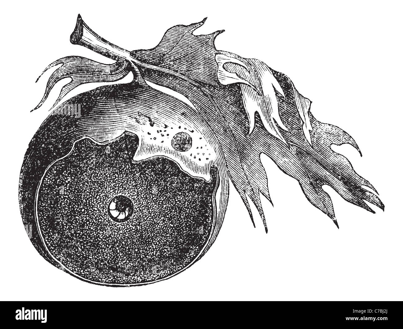 Gall eine Eiche und die Art von Insekt entkommt, Vintage Gravur. Alte eingraviert Darstellung der Galle einer Eiche mit infektiösen. Stockfoto