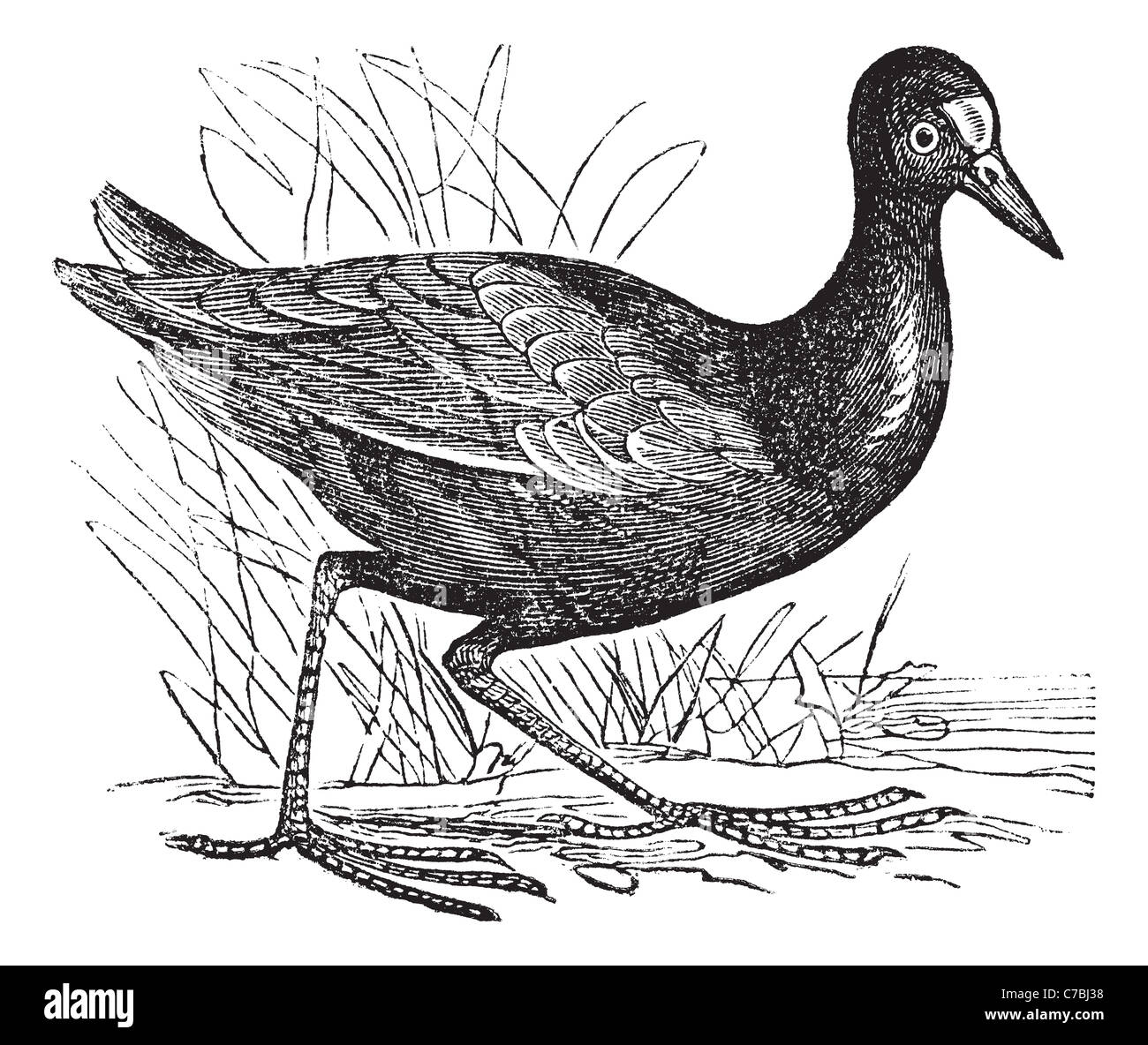 Teichhühner oder Gallinula Chloropus oder gemeinsamen Gallinule oder Gallinula Galeata, Vintage-Gravur. Stockfoto