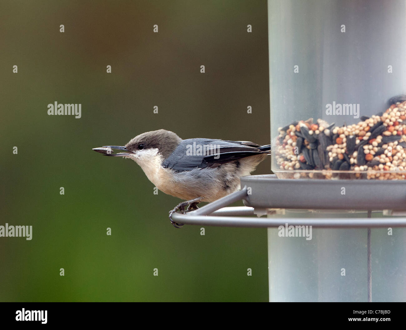 Pygmy Nuthatch bei Seed Feeder Sonnenblumenkorn im Schnabel Stockfoto