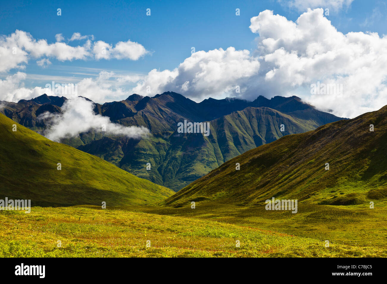 Talkeetna Berge Kontrast mit den alpinen Wiesen am Summit Lake State Recreation Area in Hatcher Pass in Alaska. Sommer. Stockfoto