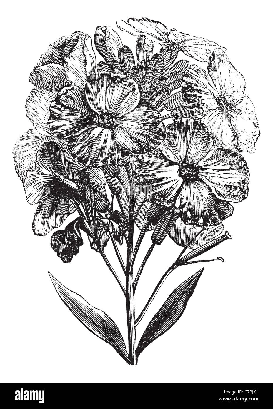 Ägäis Mauerblümchen oder Wegrauke Cheiri oder Zonen Cheiri, Vintage-Gravur. Alten graviert Abbildung von Aegean Wallflower. Stockfoto
