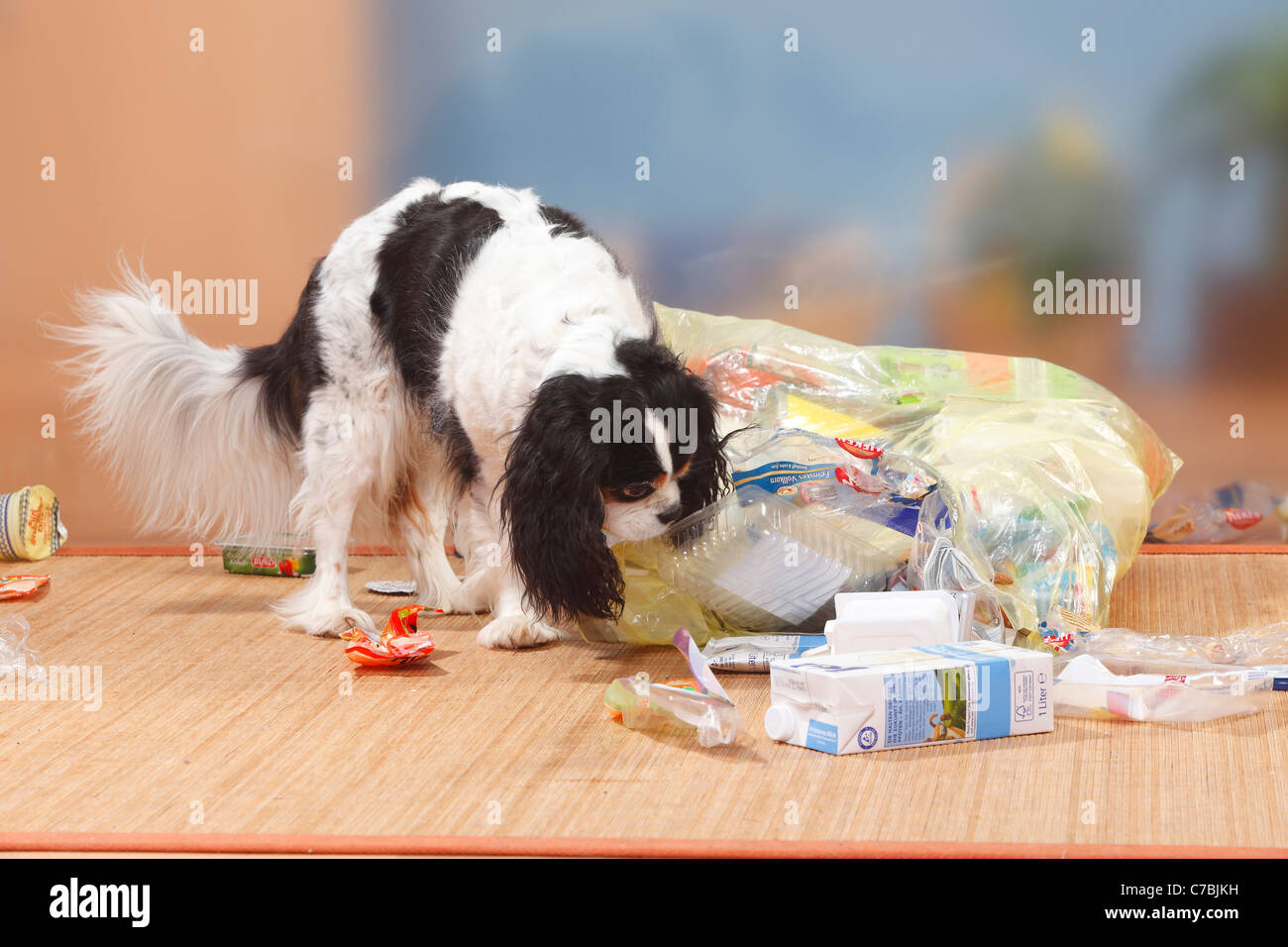 Cavalier King Charles Spaniel, Tricolor, aufräumen, Müll / Müll Stockfoto